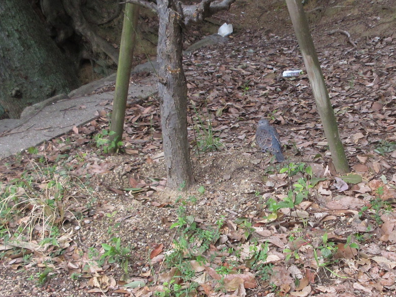 岡本梅林公園の梅 岡本梅林公園の梅