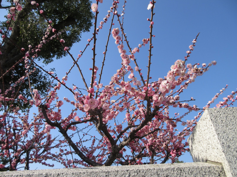 綱敷天満宮の梅 綱敷天満宮の梅