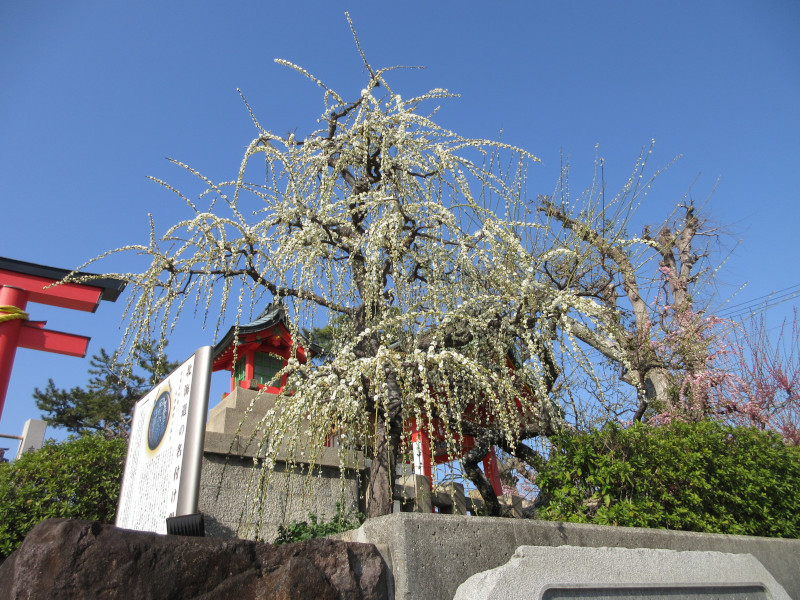 綱敷天満宮の梅 綱敷天満宮の梅