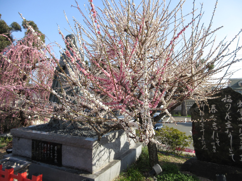 綱敷天満宮の梅 綱敷天満宮の梅