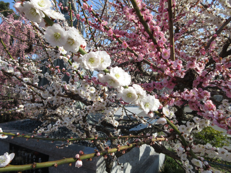 綱敷天満宮の梅 綱敷天満宮の梅
