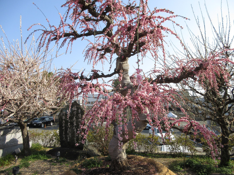 綱敷天満宮の梅 綱敷天満宮の梅