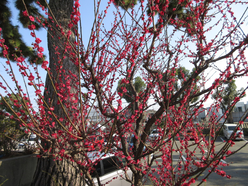 綱敷天満宮の梅 綱敷天満宮の梅