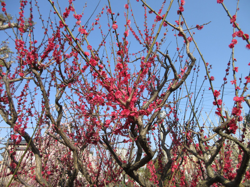 綱敷天満宮の梅 綱敷天満宮の梅