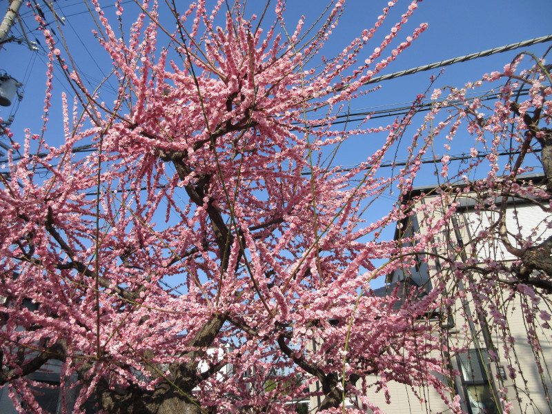 綱敷天満宮の梅 綱敷天満宮の梅