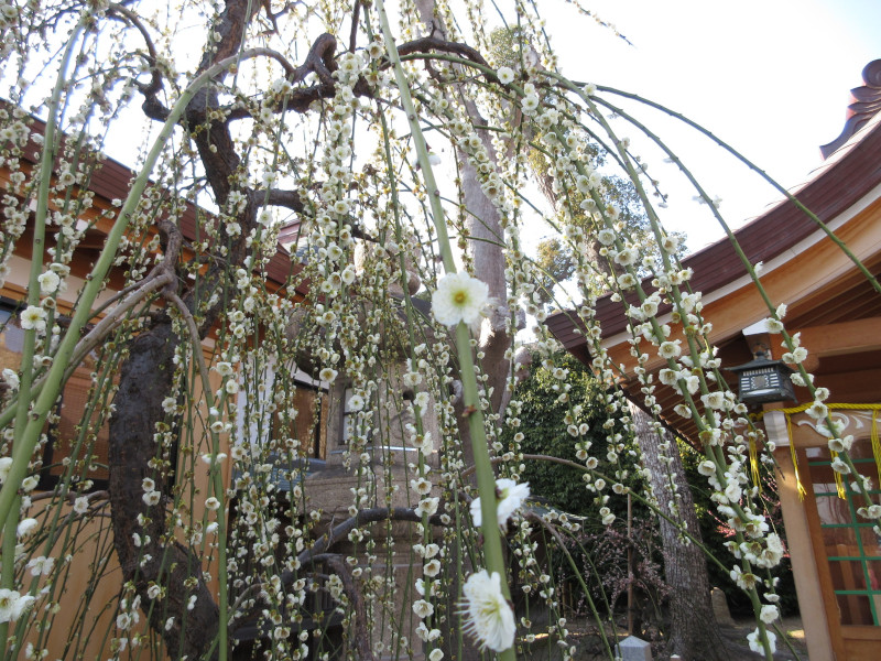 綱敷天満宮の梅 綱敷天満宮の梅