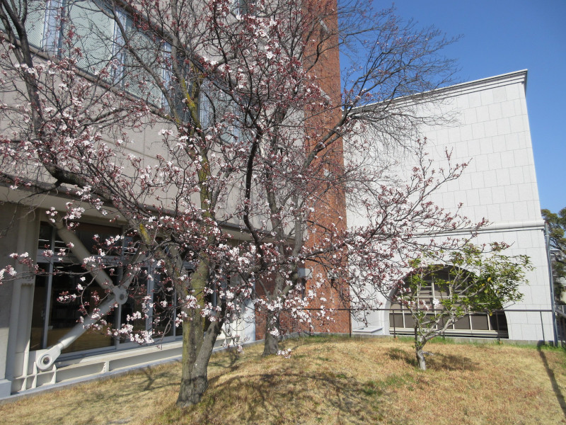 大倉山公園のベニバスモモ 大倉山公園のベニバスモモ