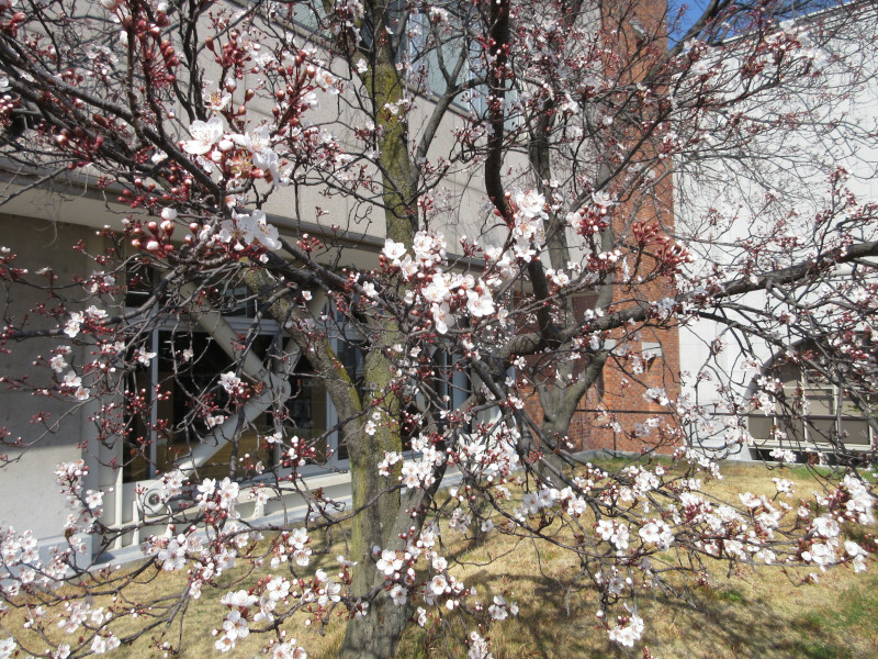 大倉山公園のベニバスモモ 大倉山公園のベニバスモモ