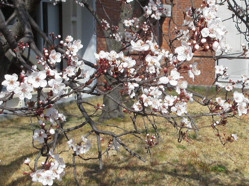 大倉山公園のベニバスモモ 大倉山公園のベニバスモモ