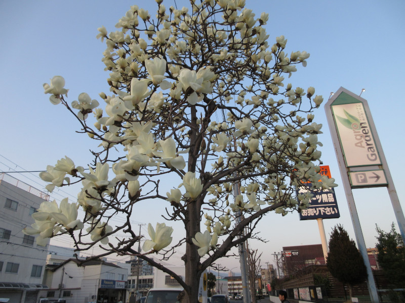 ハクモクレン ハクモクレン