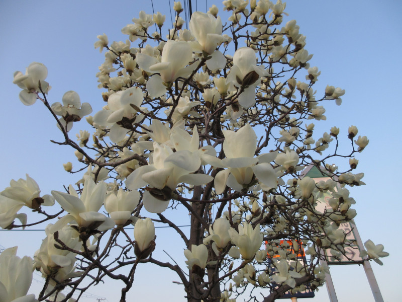 ハクモクレン ハクモクレン