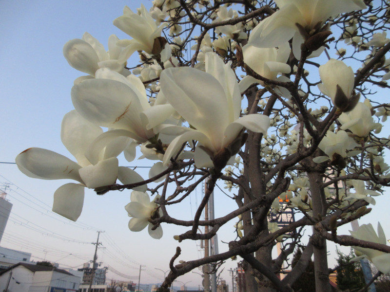 ハクモクレン ハクモクレン