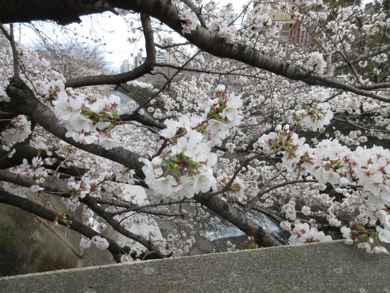 生田川の桜 生田川の桜