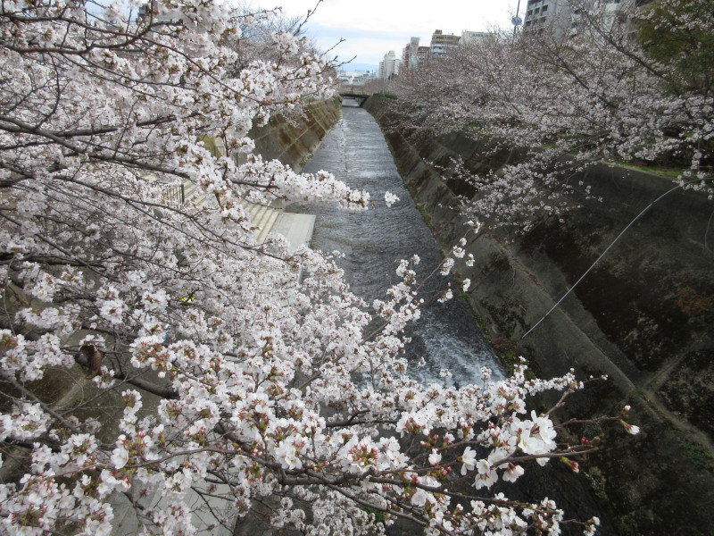生田川の桜 生田川の桜