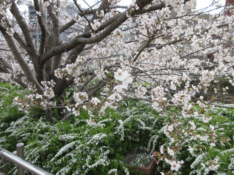 生田川の桜 生田川の桜
