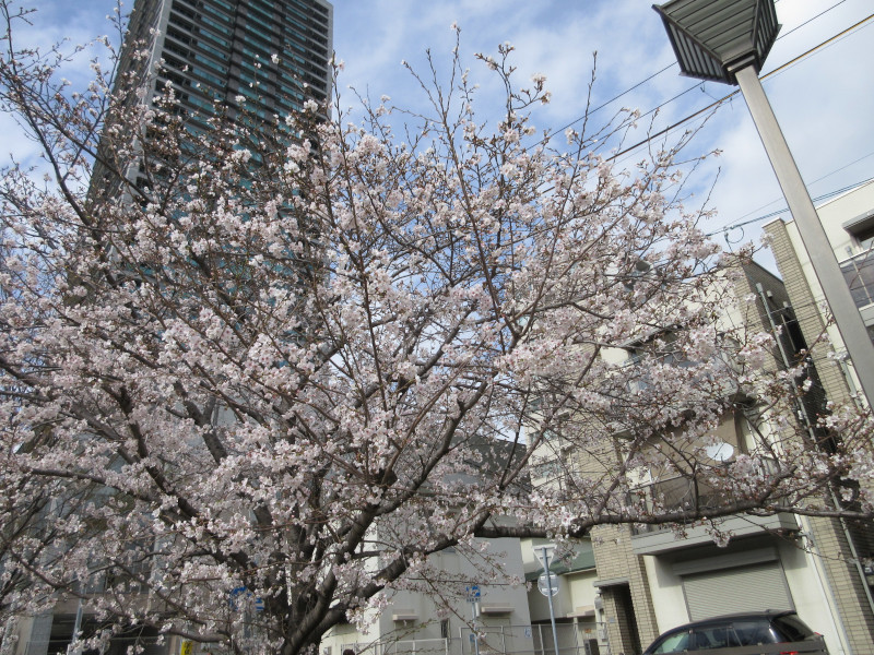 生田川の桜 生田川の桜