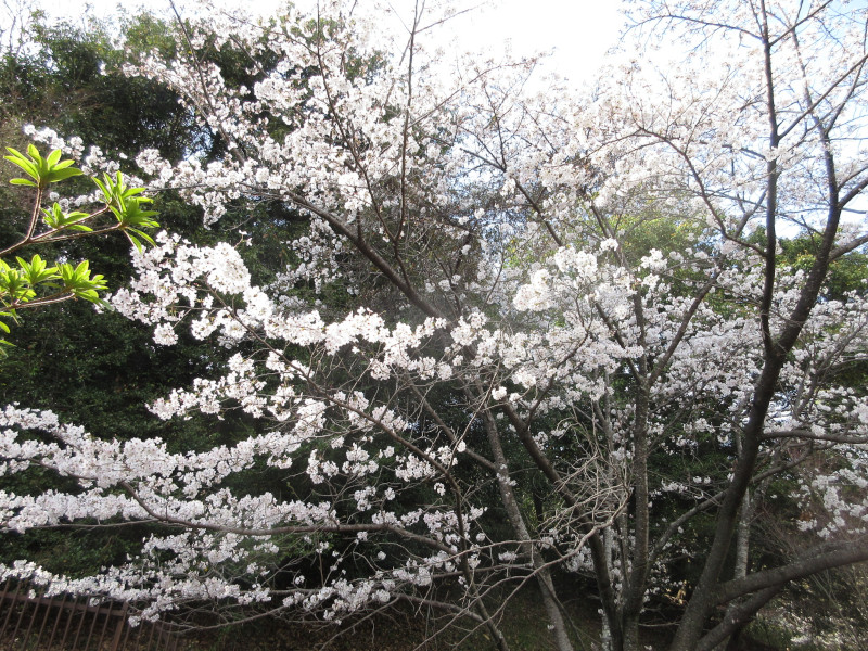北野回遊路の桜 北野回遊路の桜