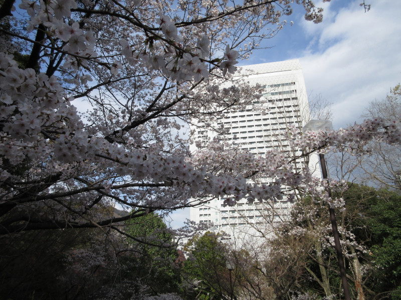 北野回遊路の桜 北野回遊路の桜