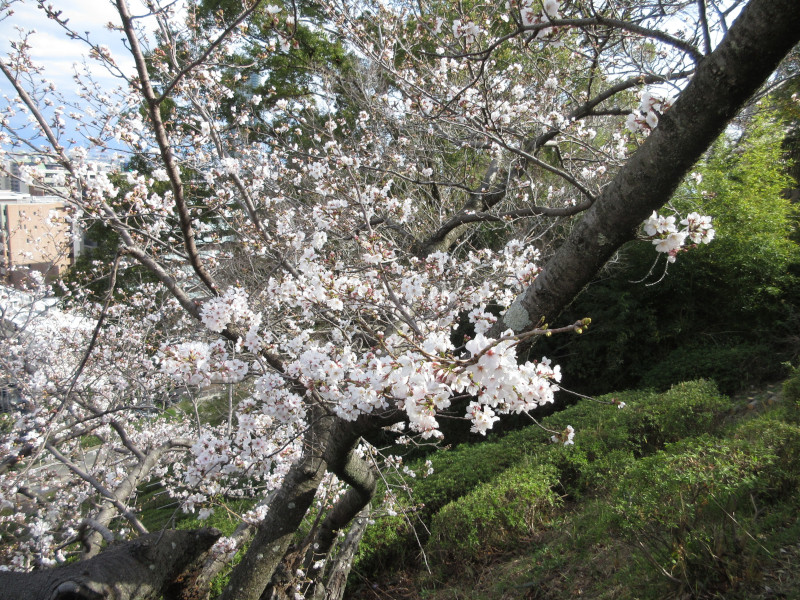北野回遊路の桜 北野回遊路の桜