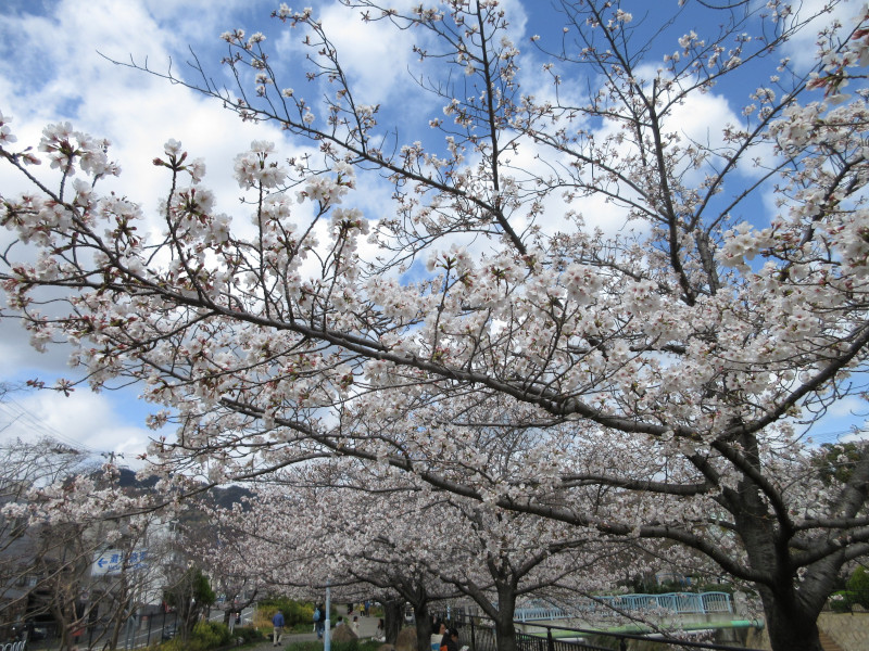 都賀川の桜 都賀川の桜