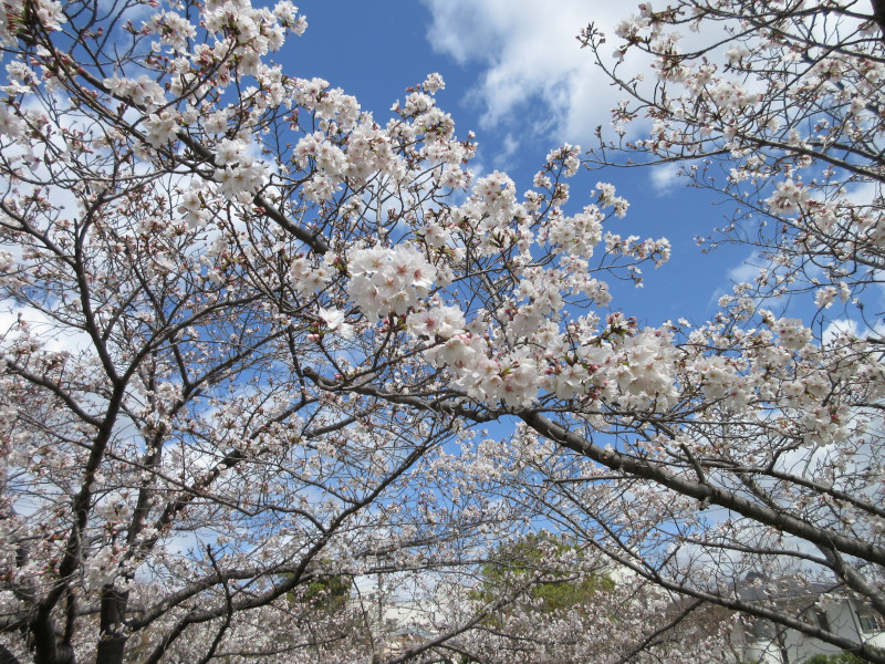 都賀川の桜 都賀川の桜