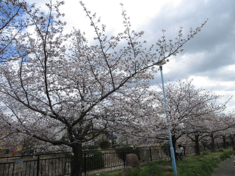 都賀川の桜 都賀川の桜