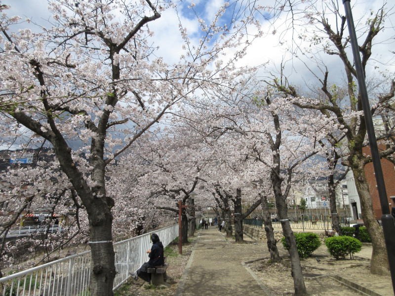 都賀川の桜 都賀川の桜