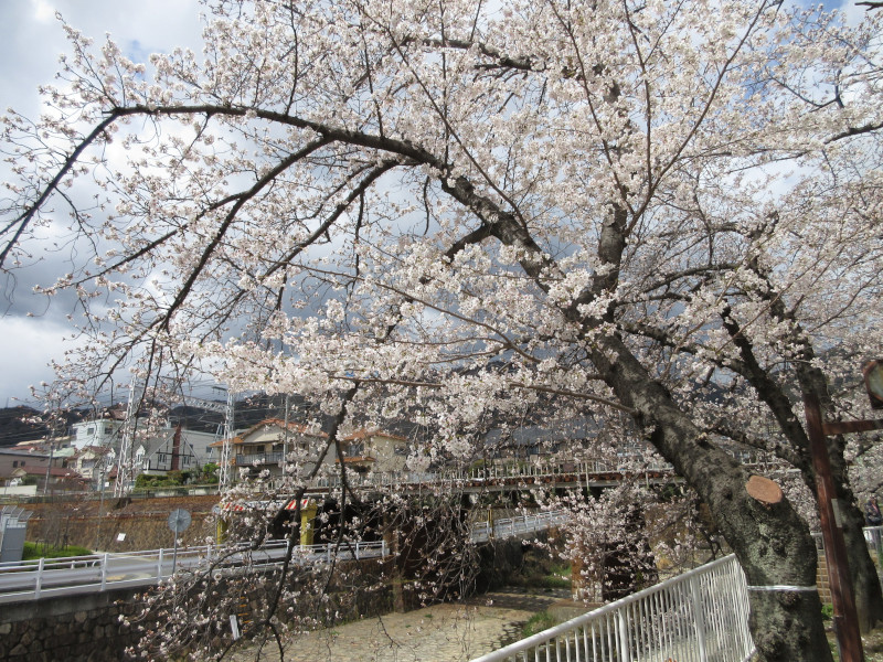 都賀川の桜 都賀川の桜
