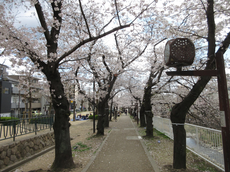都賀川の桜 都賀川の桜