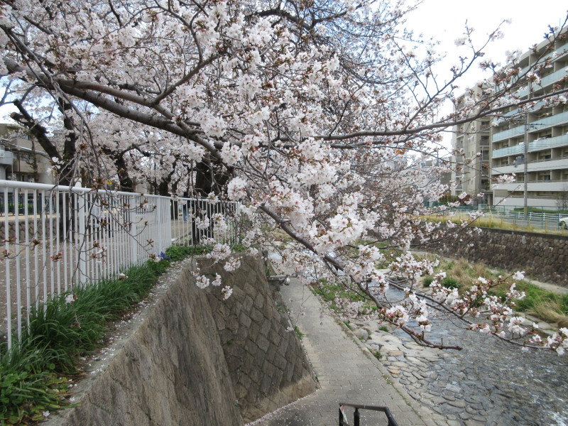 都賀川の桜 都賀川の桜