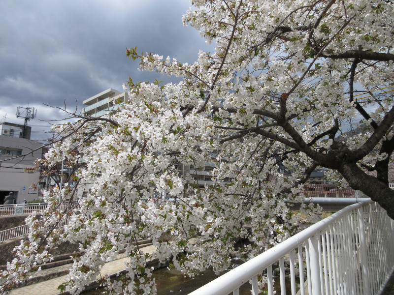 都賀川の桜 都賀川の桜