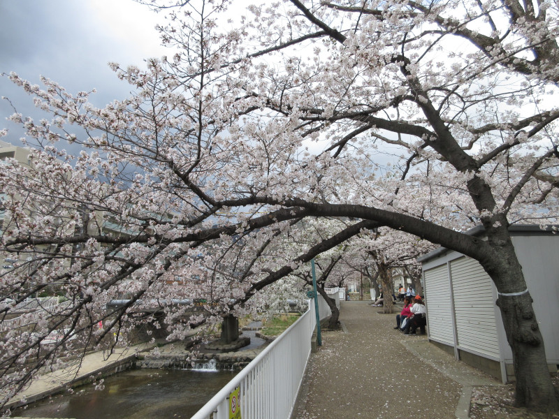 都賀川の桜 都賀川の桜
