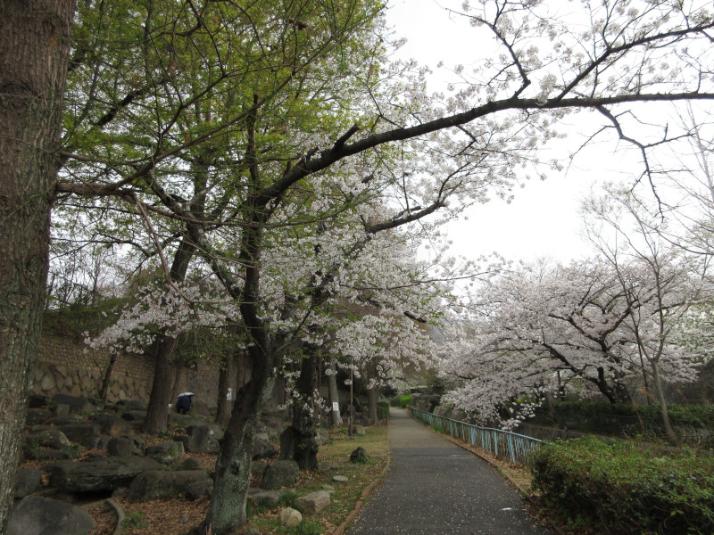 青谷川の桜 青谷川の桜
