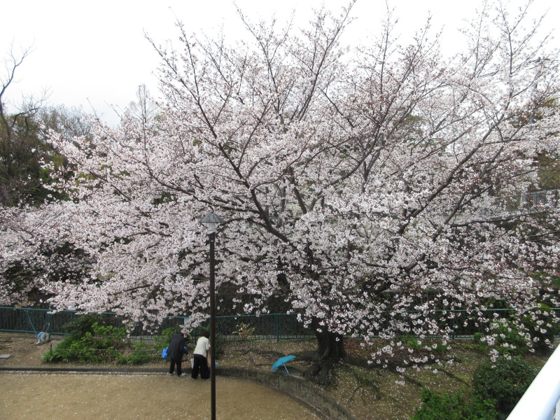青谷川の桜 青谷川の桜