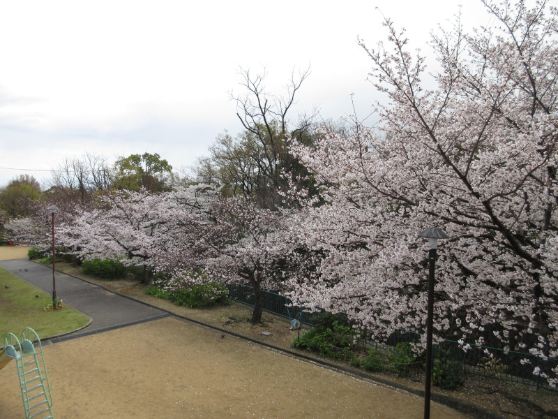 青谷川の桜 青谷川の桜