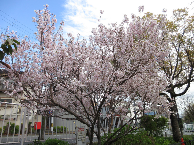 青谷川の桜 青谷川の桜