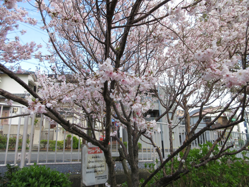 青谷川の桜 青谷川の桜