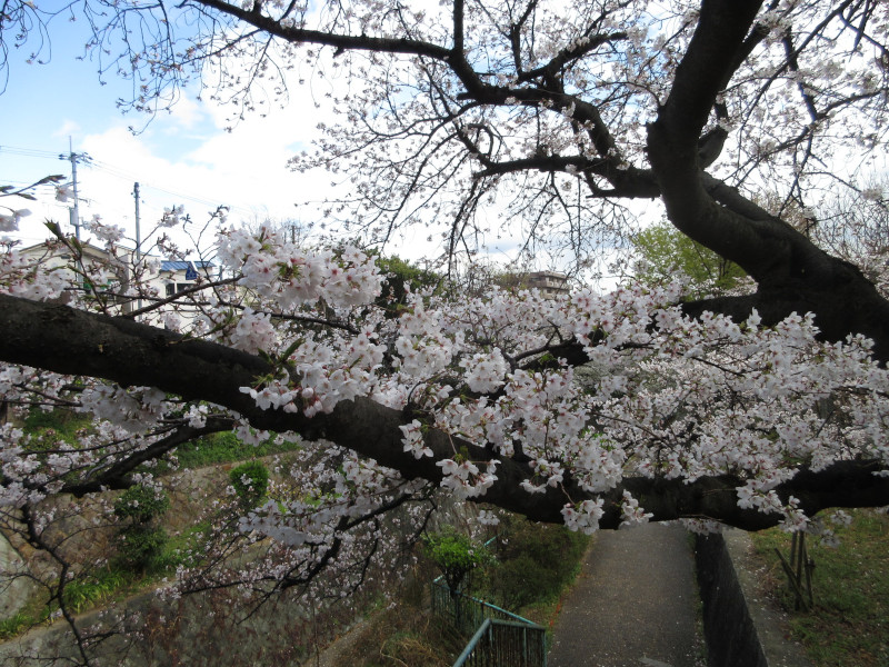 青谷川の桜 青谷川の桜