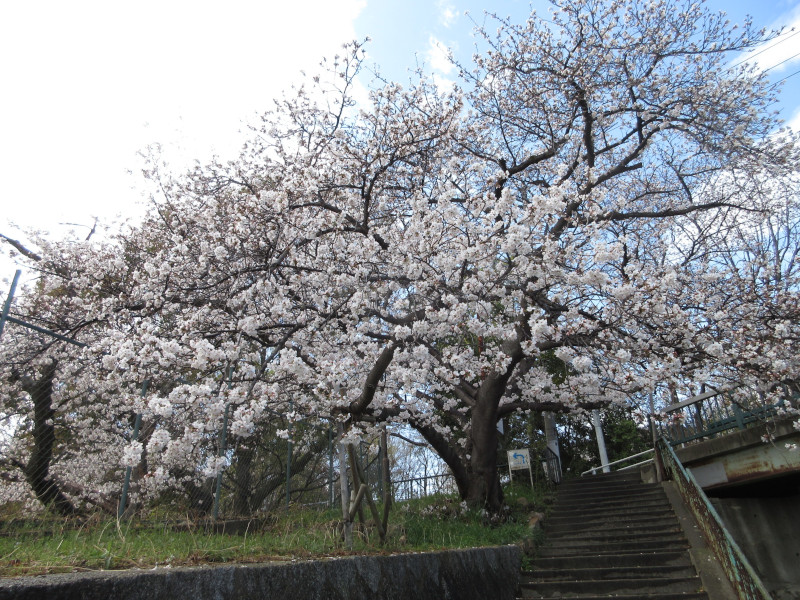 青谷川の桜 青谷川の桜