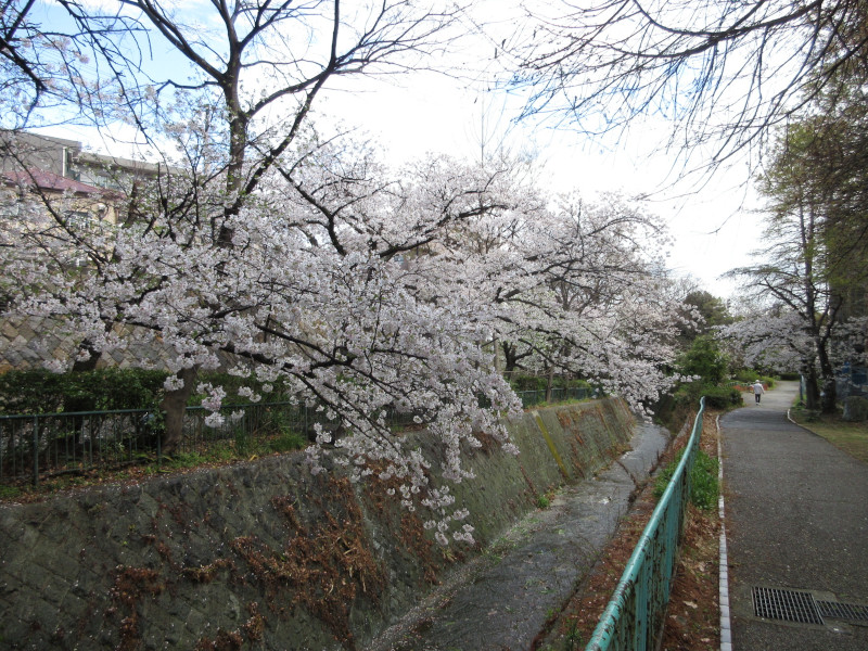 青谷川の桜 青谷川の桜