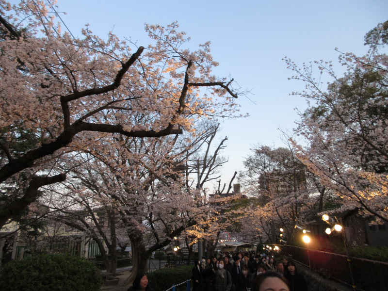 王子動物園の夜桜 王子動物園の夜桜