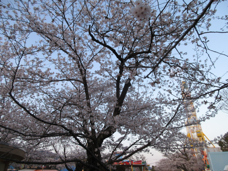 王子動物園の夜桜 王子動物園の夜桜