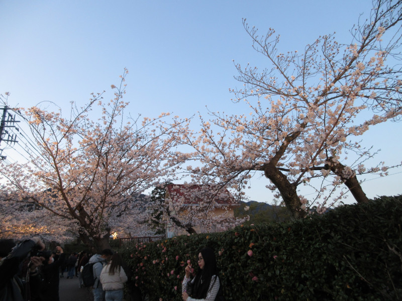 王子動物園の夜桜 王子動物園の夜桜