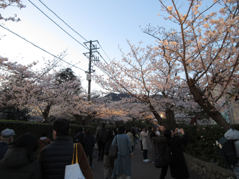 王子動物園の夜桜 王子動物園の夜桜
