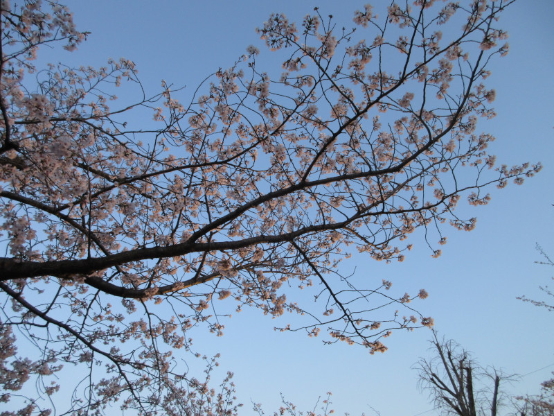 王子動物園の夜桜 王子動物園の夜桜
