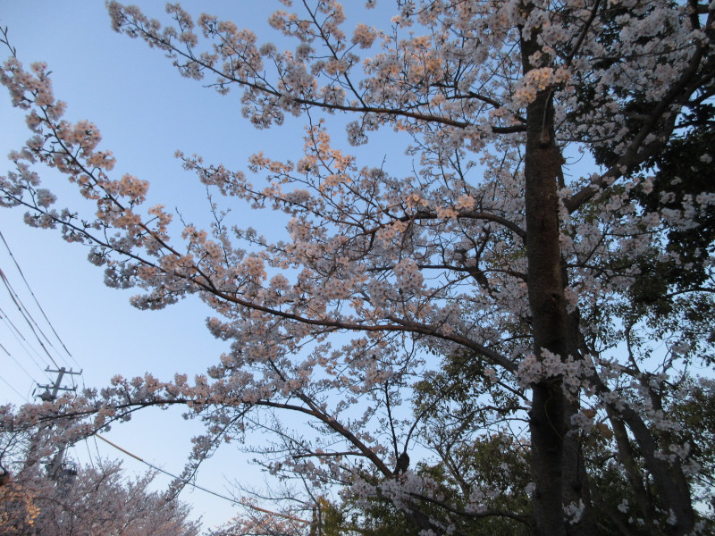 王子動物園の夜桜 王子動物園の夜桜