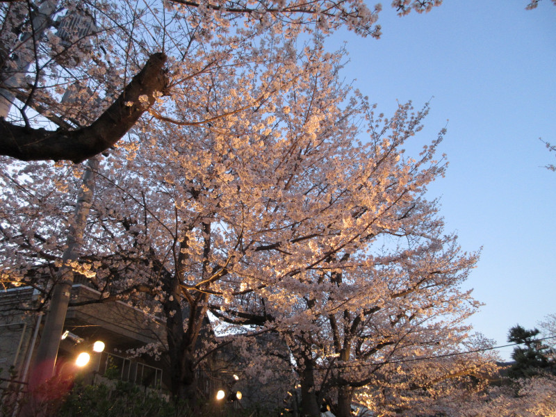 王子動物園の夜桜 王子動物園の夜桜