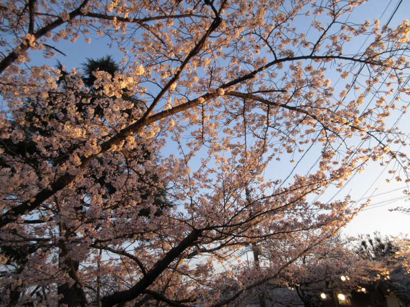 王子動物園の夜桜 王子動物園の夜桜