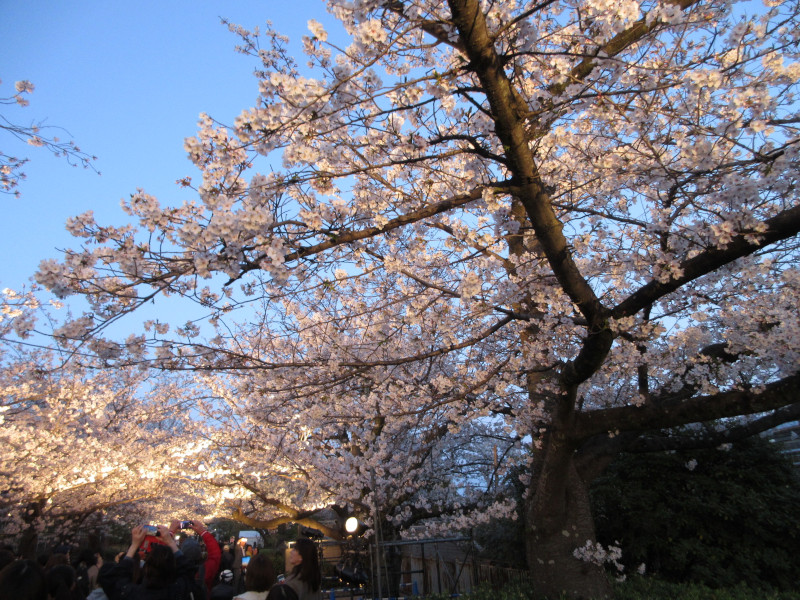 王子動物園の夜桜 王子動物園の夜桜