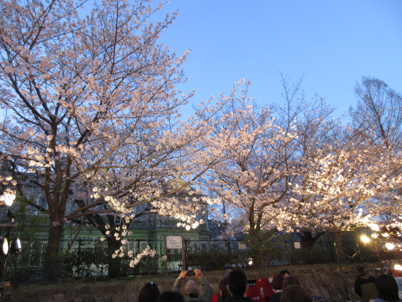 王子動物園の夜桜 王子動物園の夜桜